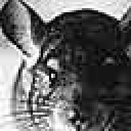 Chinchilla