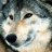 wolfy