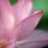 lotusoftheleaf